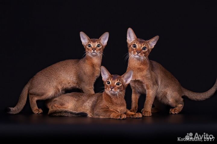 Абиссинские котята