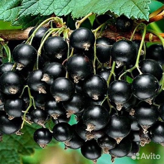 Черная смородина крупноплодная Фортуна