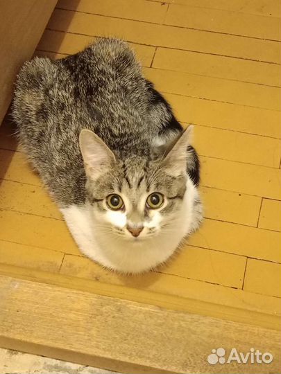 Котёнок в добрые руки