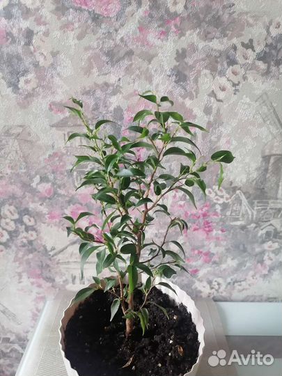 Фикус Бенджамина мелколистный