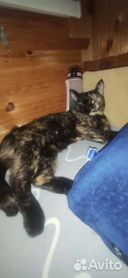 Мраморная кошка в дар