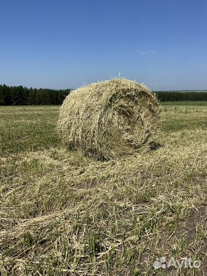Сено в рулонах
