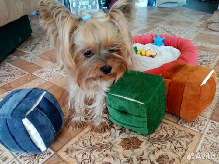 Нюхательный поисковый кубик-игрушка для собак