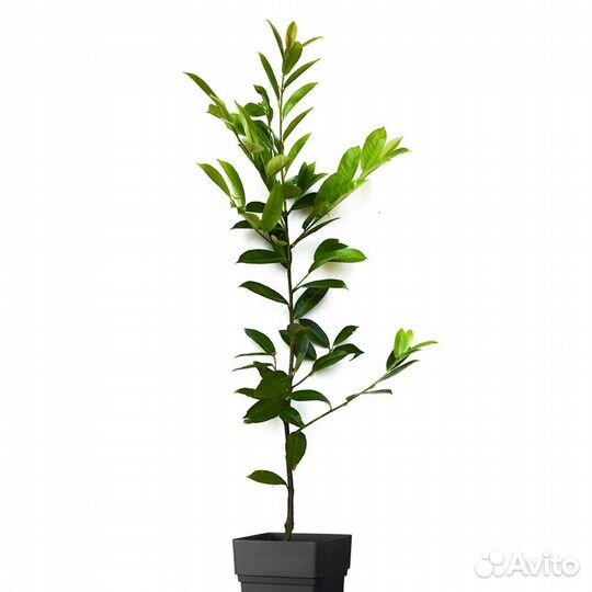 Лавровишня лекарственная