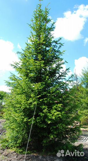 Саженцы Пихты