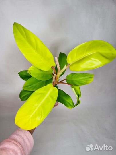 Филодендрон малай голд