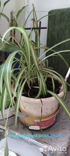 Сансевиерия