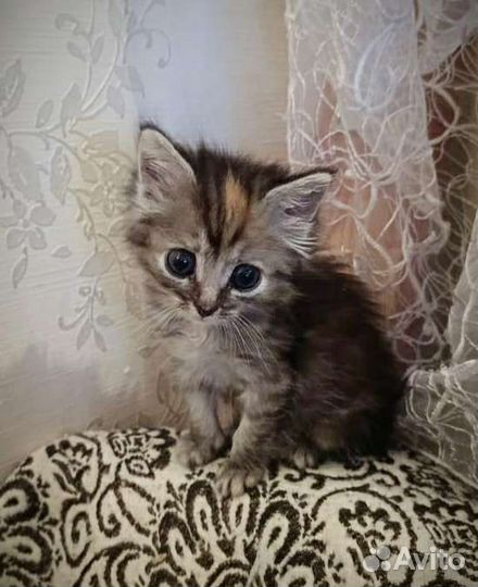 Котенок девочка