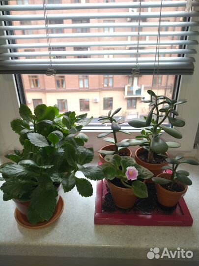 Комнатные цветы