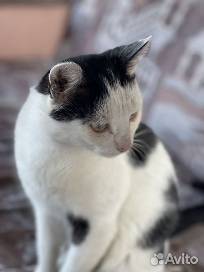 Подарю талисман удачи