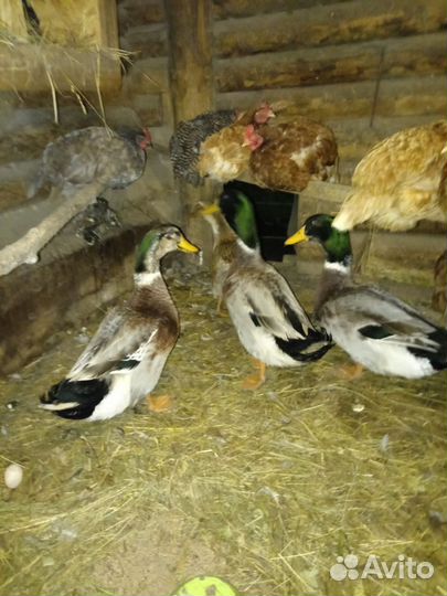 Продаются утки 1 девочка и 3 мальчика