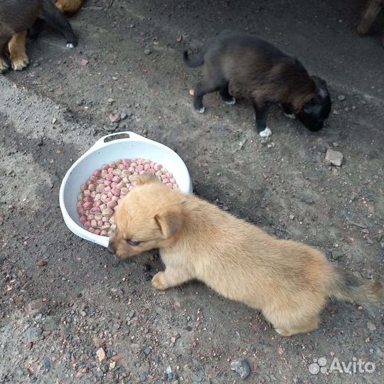 Щенки в добрые руки