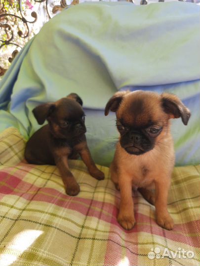 Пти брабансон