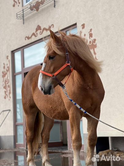 Лошадь советская тяжеловозная кобылка