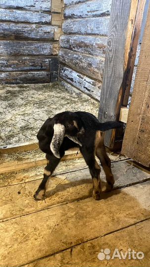 Козлята англо-нубийцы чистые