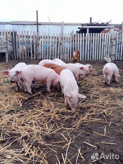 Поросята ливенские