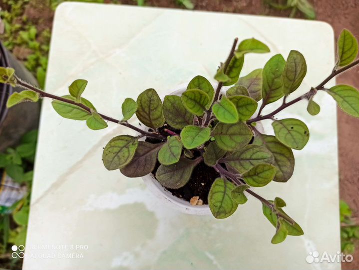 Рассада петунии