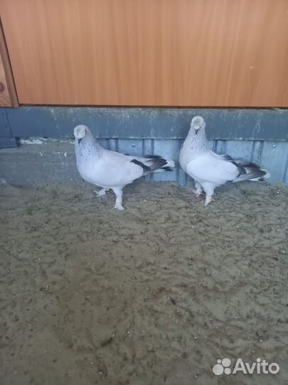 Голуби турецкие такла