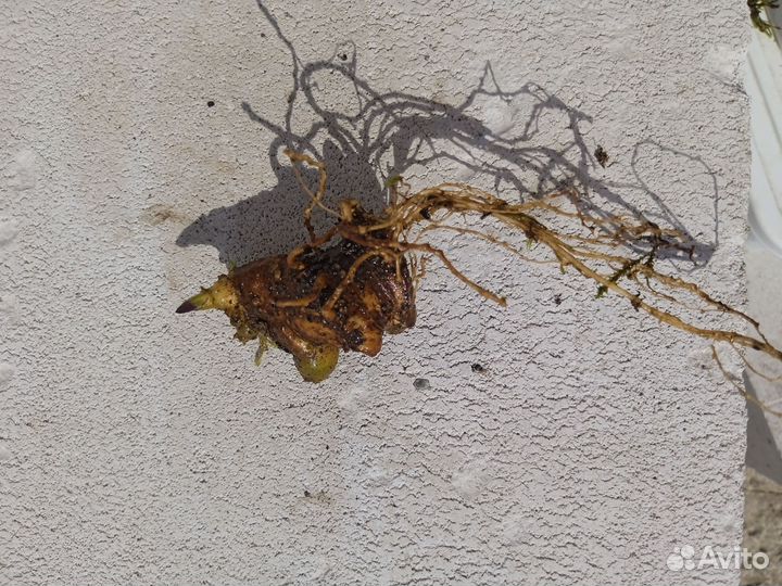 Мандрагора