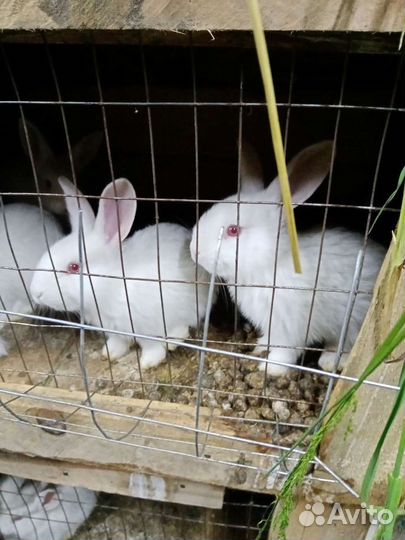 Кролики белый паннон