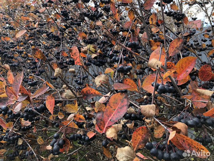 Урожай чернаплодной рябины