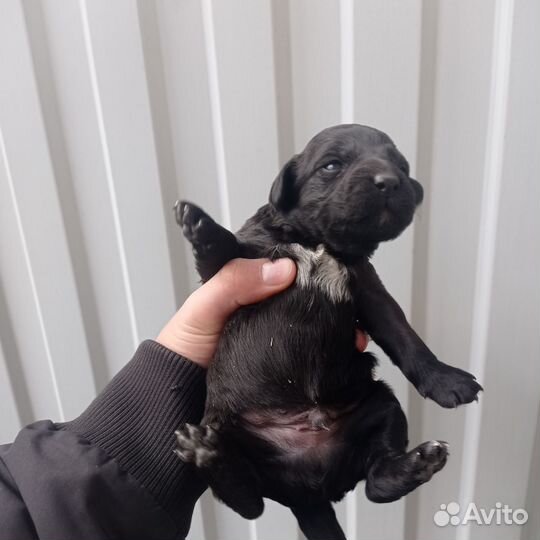 Открывается бронь на щенков (бесплатно)