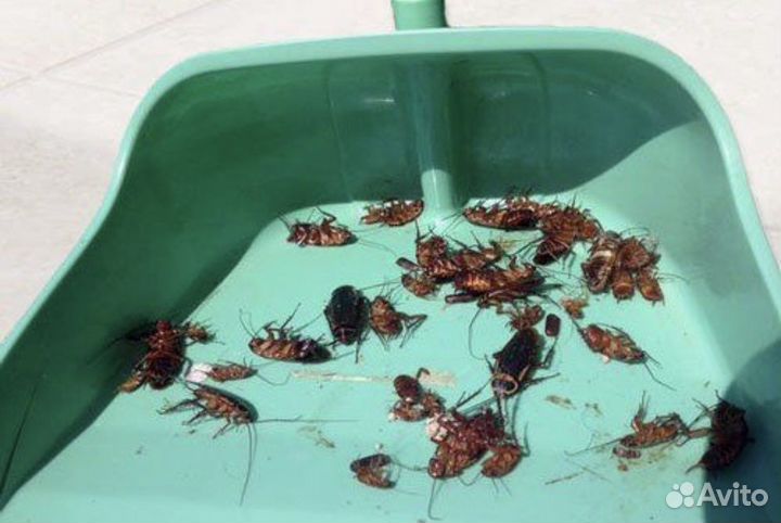 Уничтожение клопов. Травля тараканов. Дезинфекция