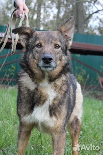 Кавказская овчарка(метис)