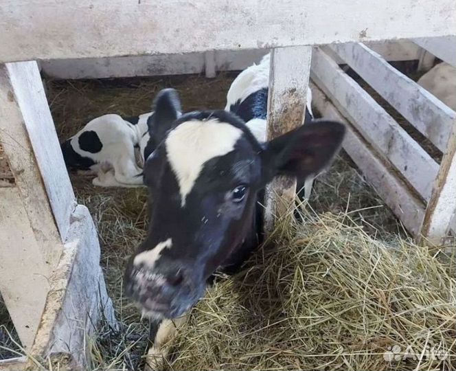 Телята мясных пород