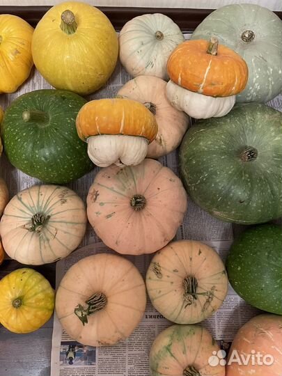 Продаю кабачки, тыкву