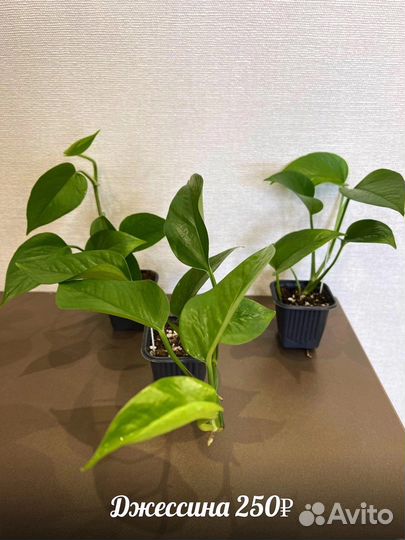 Сциндапсус / эпипремнум