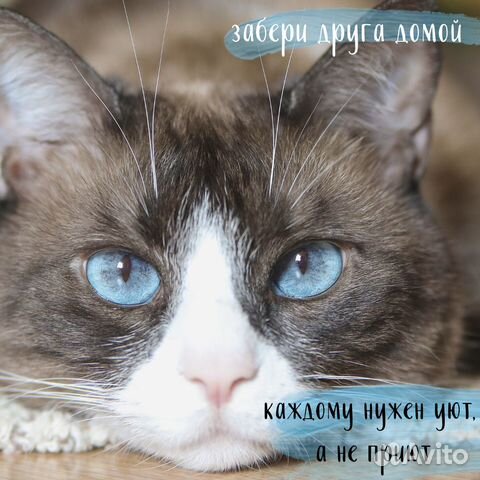 Кошка бесплатно