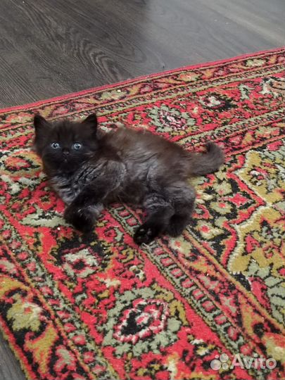 Котëнок