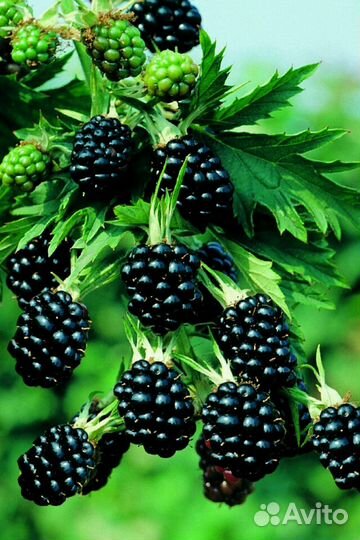 Саженцы ежевики. Прямостоячая