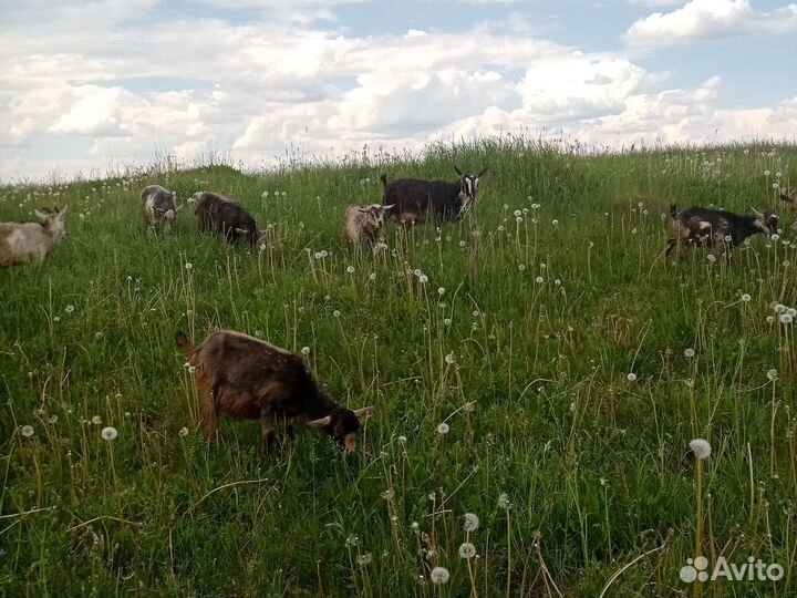 Козы козлята
