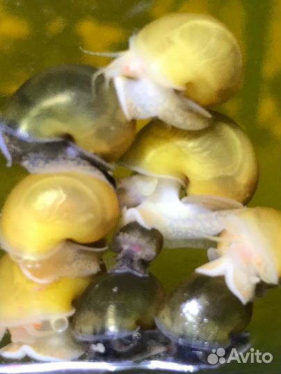 Улитки ампулярии