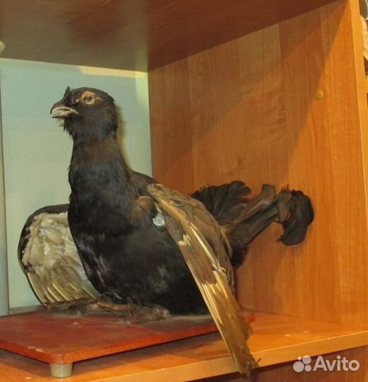 Чучело Тетерев