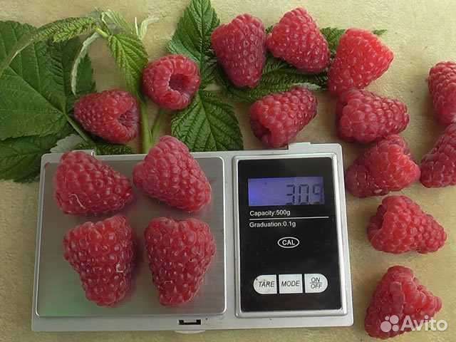 Саженцы - полонез, амира, химбо топ