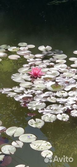 Нимфеи для пруда