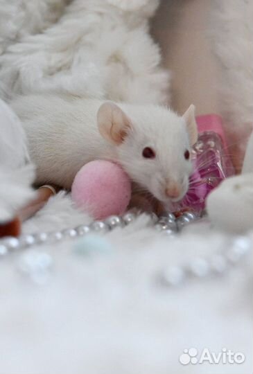 Крысята, крысы