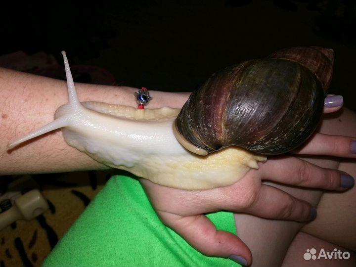 Животные Улитка Ахатина