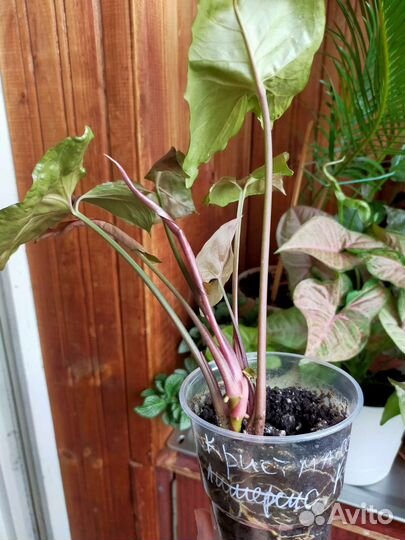 Сингониум кристмас