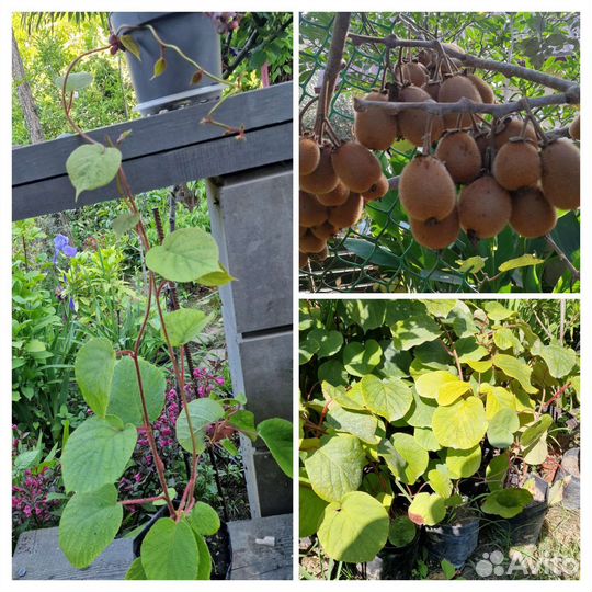 Саженцы Киви хейворд 3летние М иЖ