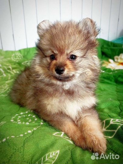 Щенки шпица