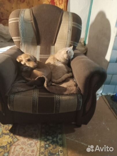 Мелкая собака в добрые руки