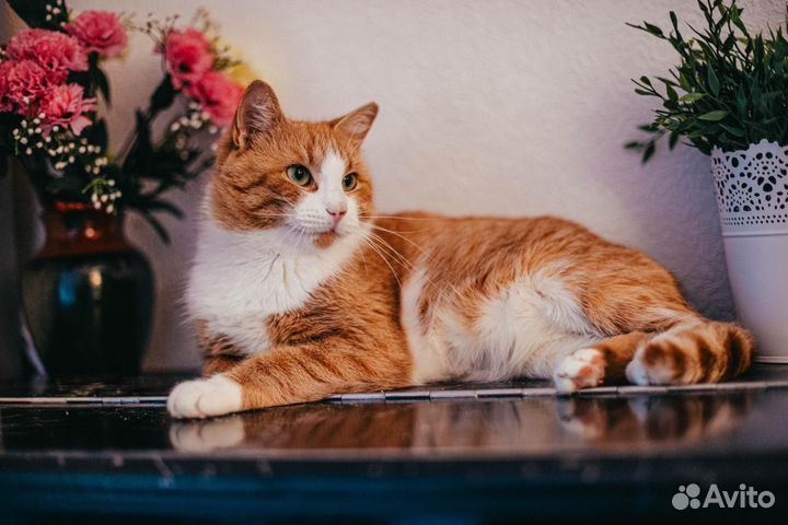 Кошки