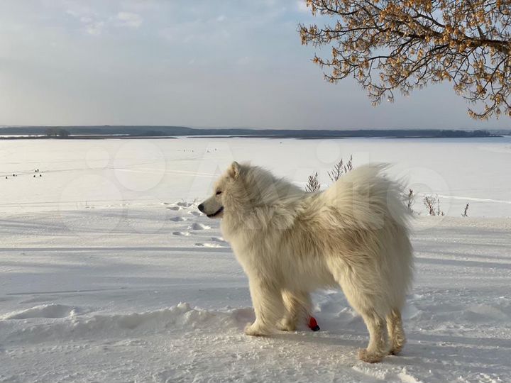 Участок 41 сот. (ИЖС)