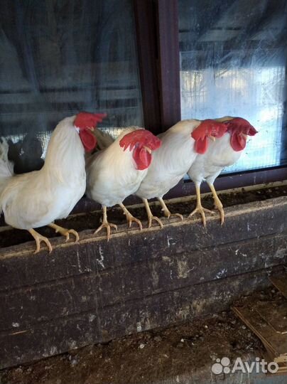 Петухи леггорн, плимутрок