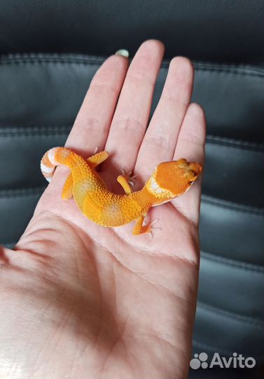 Эублефар blood