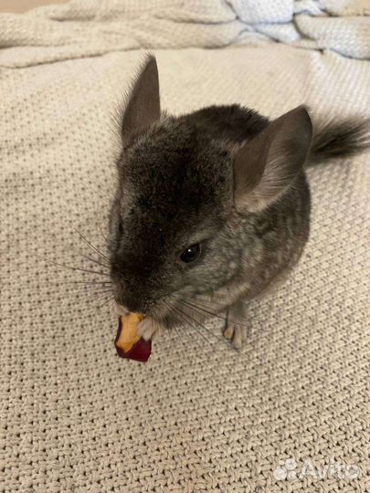 Шиншилленок